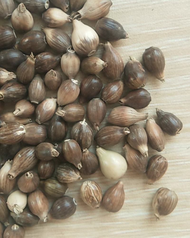 新产薏米种子草珠子薏苡一年生种植简单可在线交易