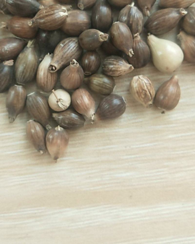 新产薏米种子草珠子薏苡一年生种植简单可在线交易