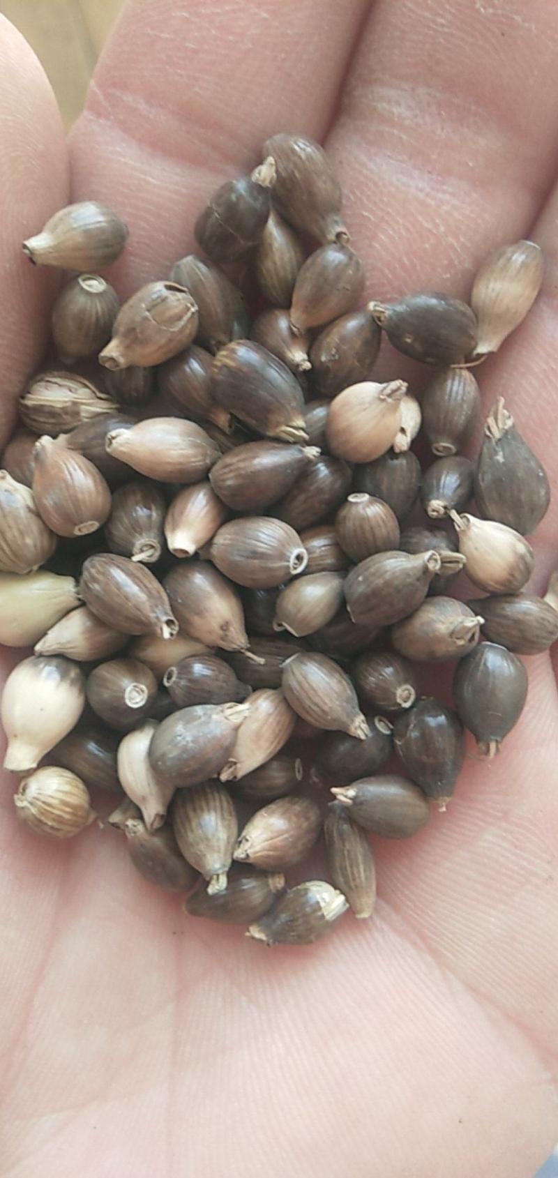 新产薏米种子草珠子薏苡一年生种植简单可在线交易