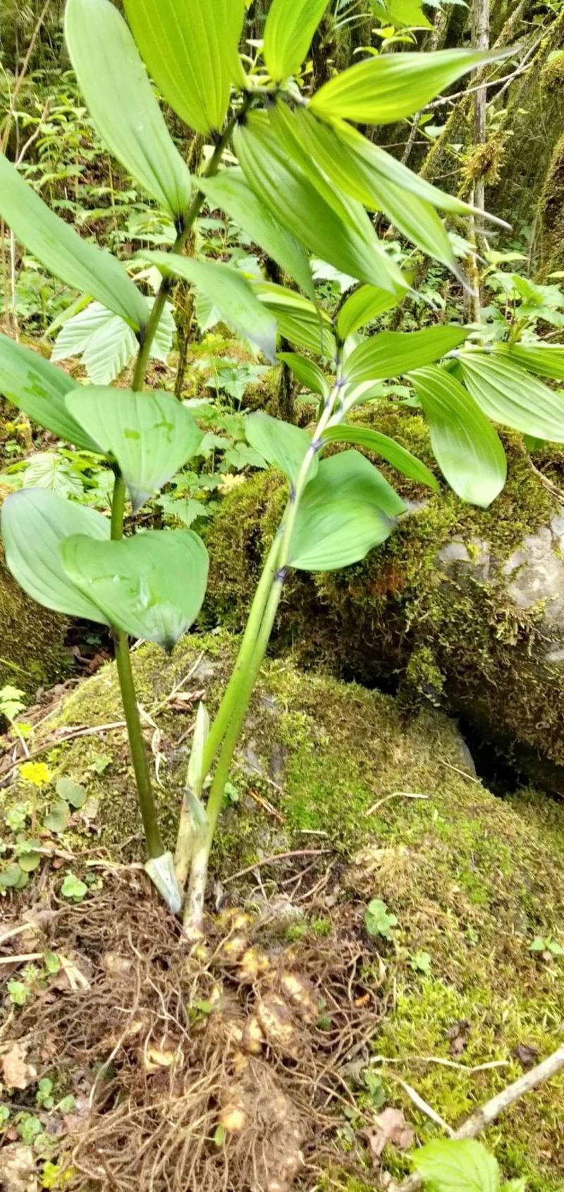 黄精黄精苗根茎保证质量欢迎大家前来咨询选购