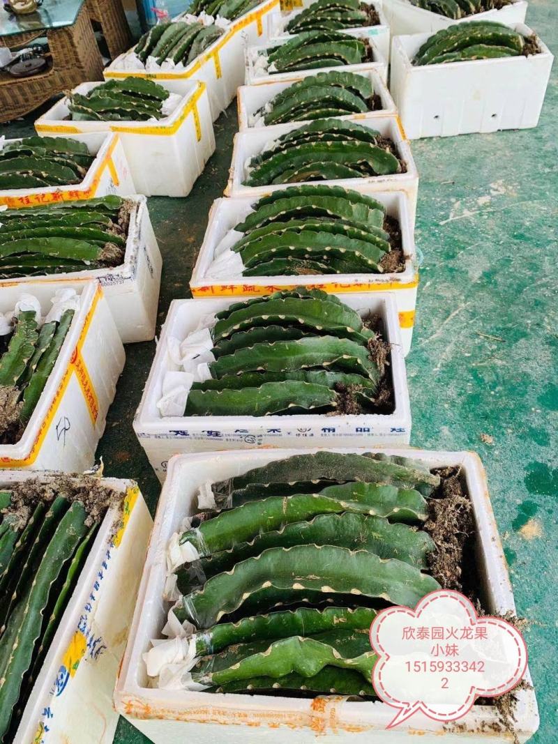 燕窝果嫁接苗，自粉，甜度26度，包活包技术