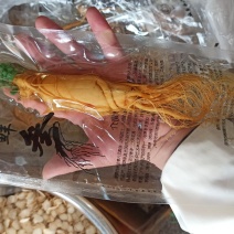 人参鲜参各种规格泡酒专用大量批发欢迎咨询