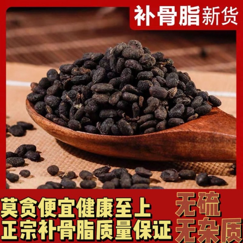 补骨脂中药材补骨脂胡韭子破故纸黑故子非野生补骨脂