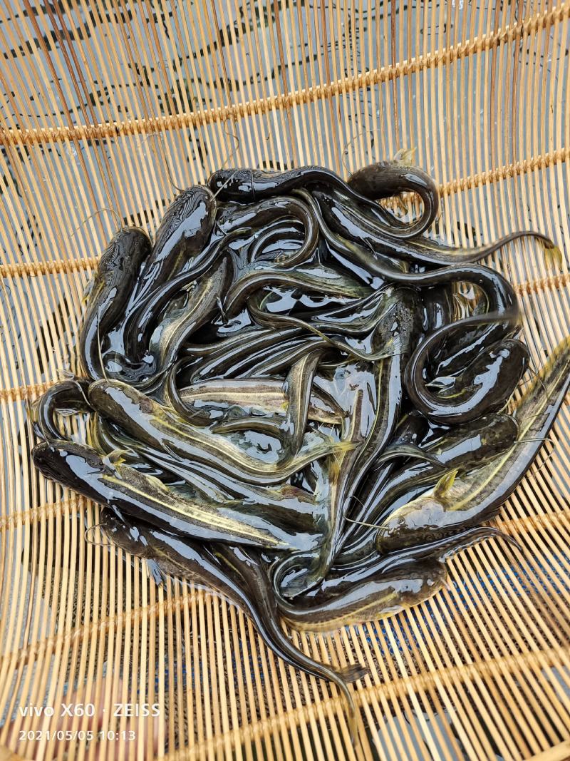 可以越冬的杂交大口鲶，不怕冷，长势快，无肌间刺，肉质细腻