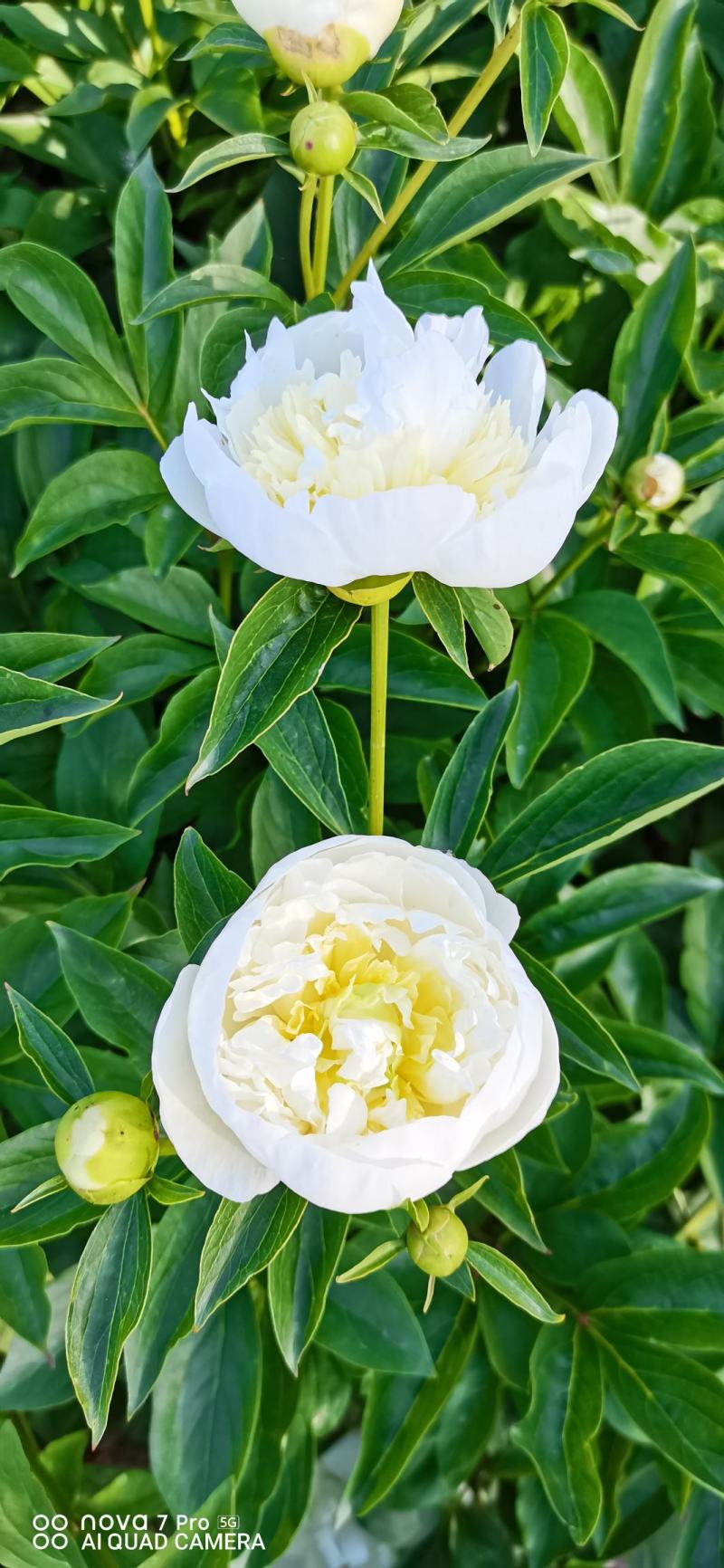 芍药花干花球干花片新货上市