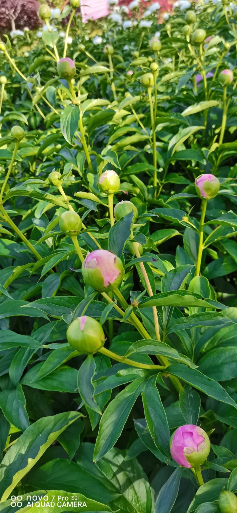 芍药花干花球干花片新货上市