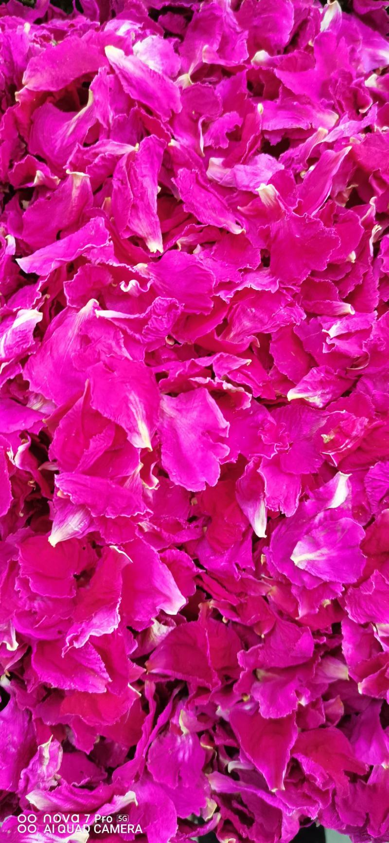 芍药花干花球干花片新货上市