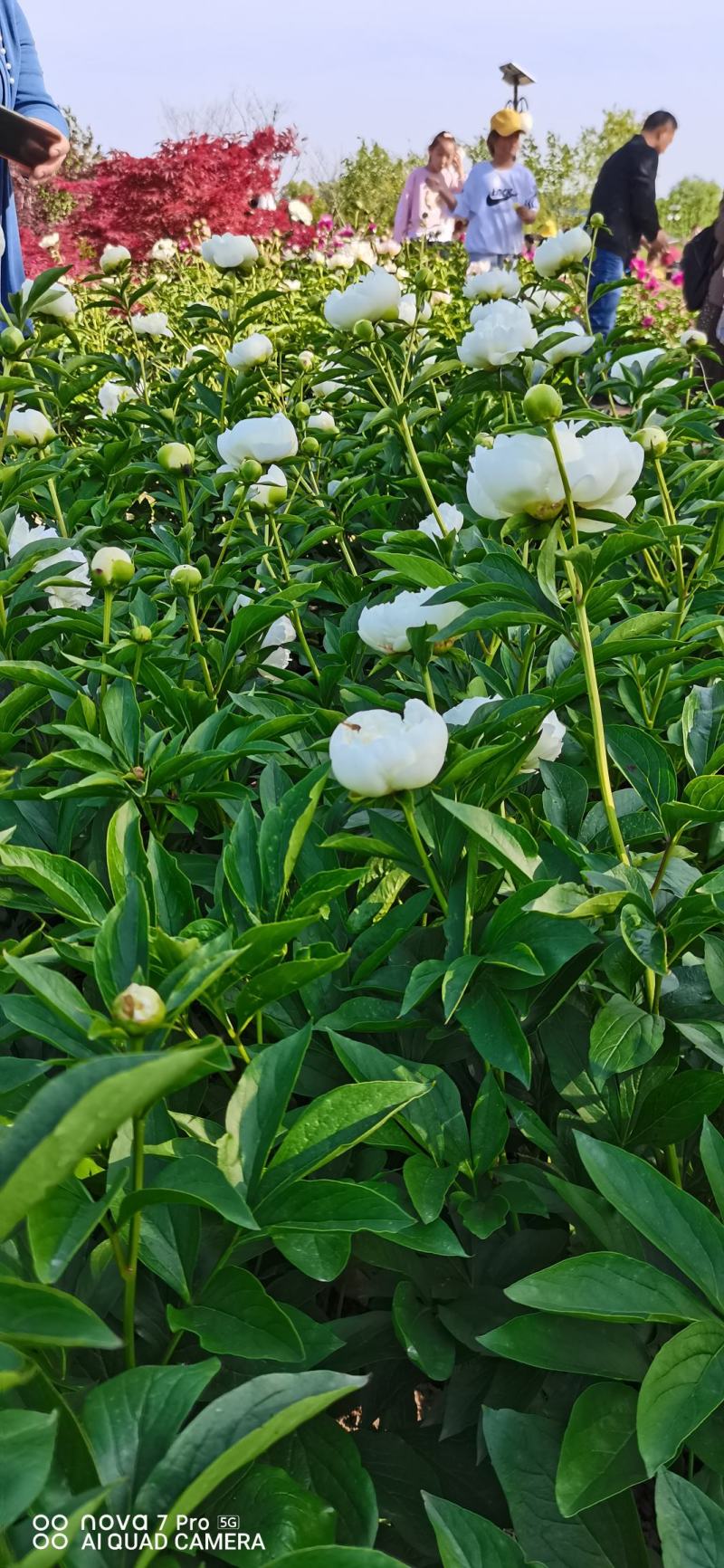 芍药花干花球干花片新货上市