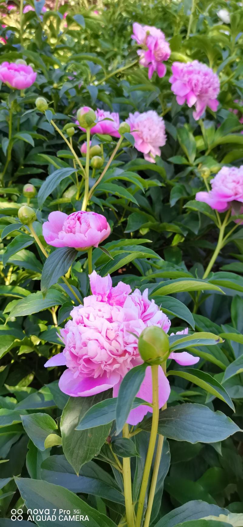 芍药花干花球干花片新货上市