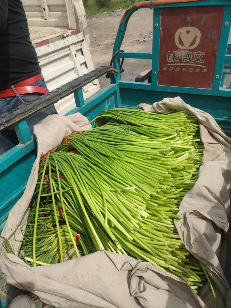 【精选】山东济宁红帽杂交蒜苔新鲜上市欢迎咨询采购产地直发