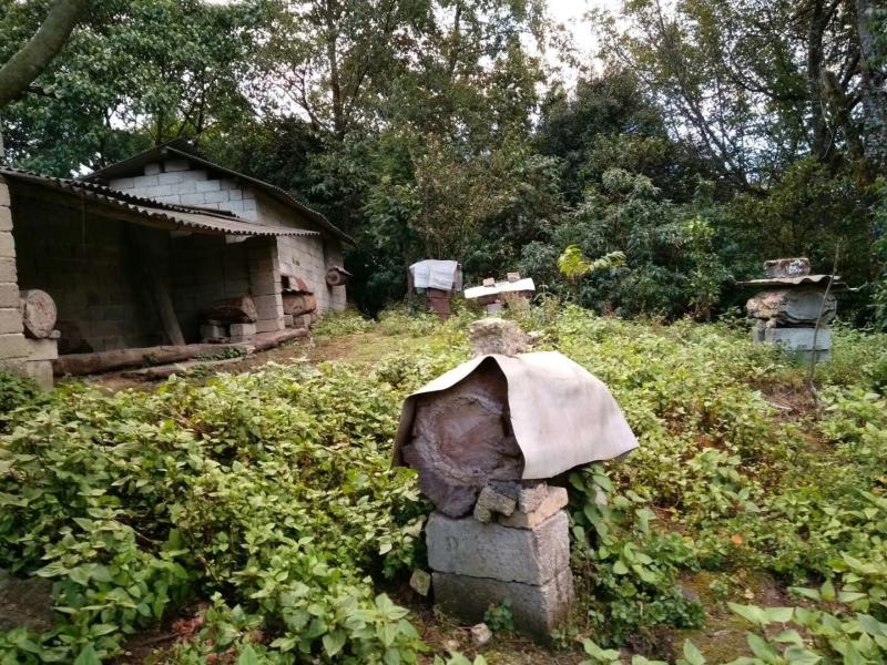 土蜂蜜