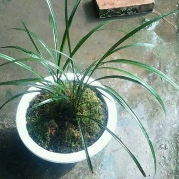 兰花