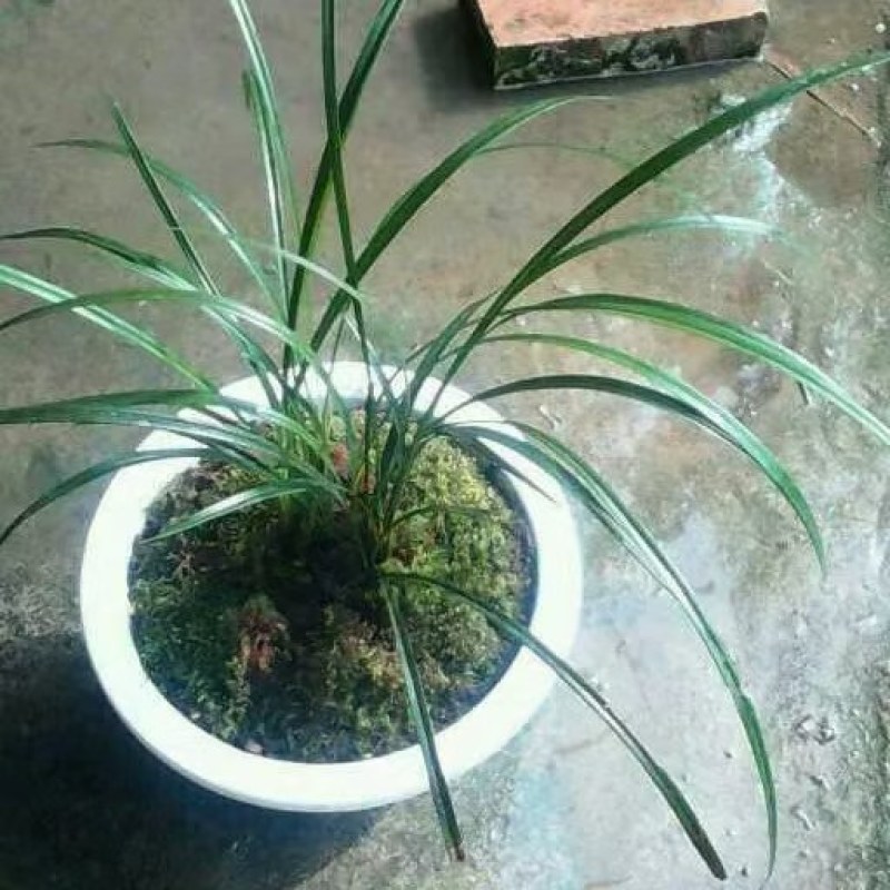 兰花