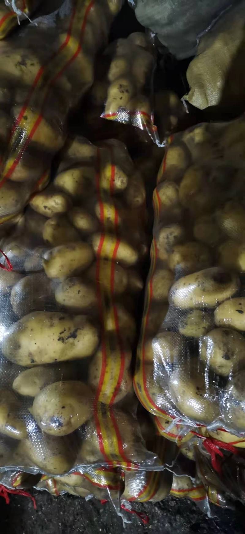呼伦贝尔土豆大量有货