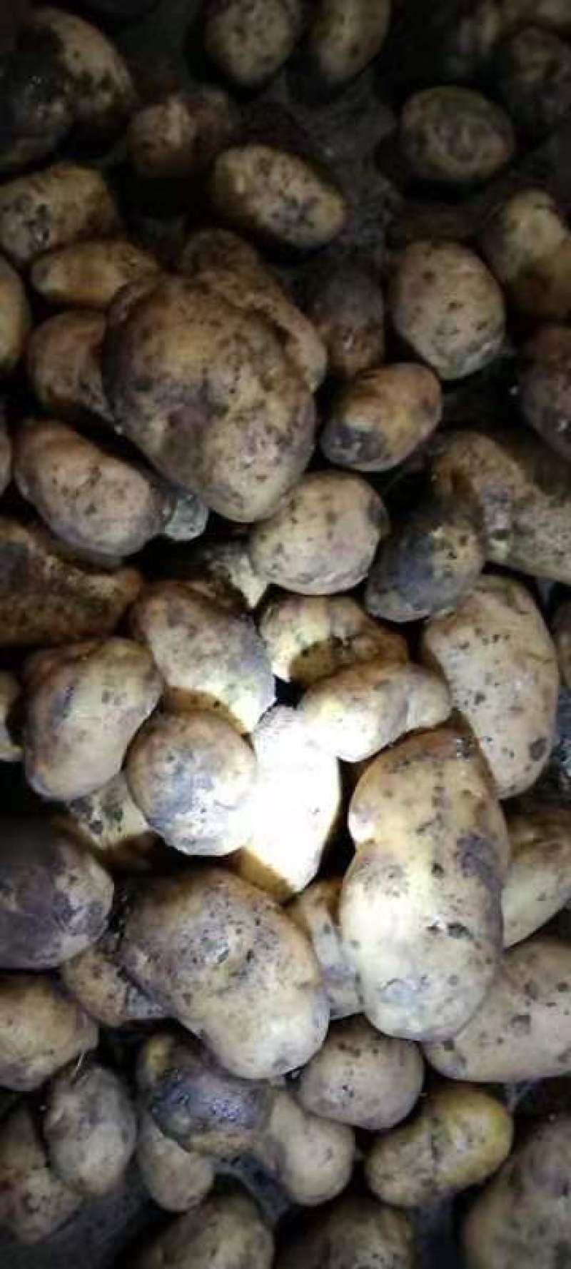 呼伦贝尔土豆大量有货