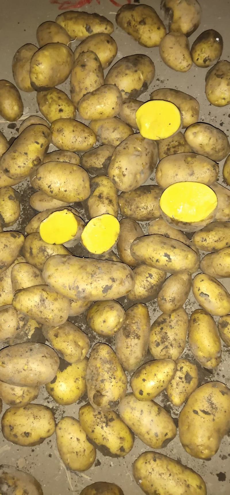 呼伦贝尔土豆大量有货