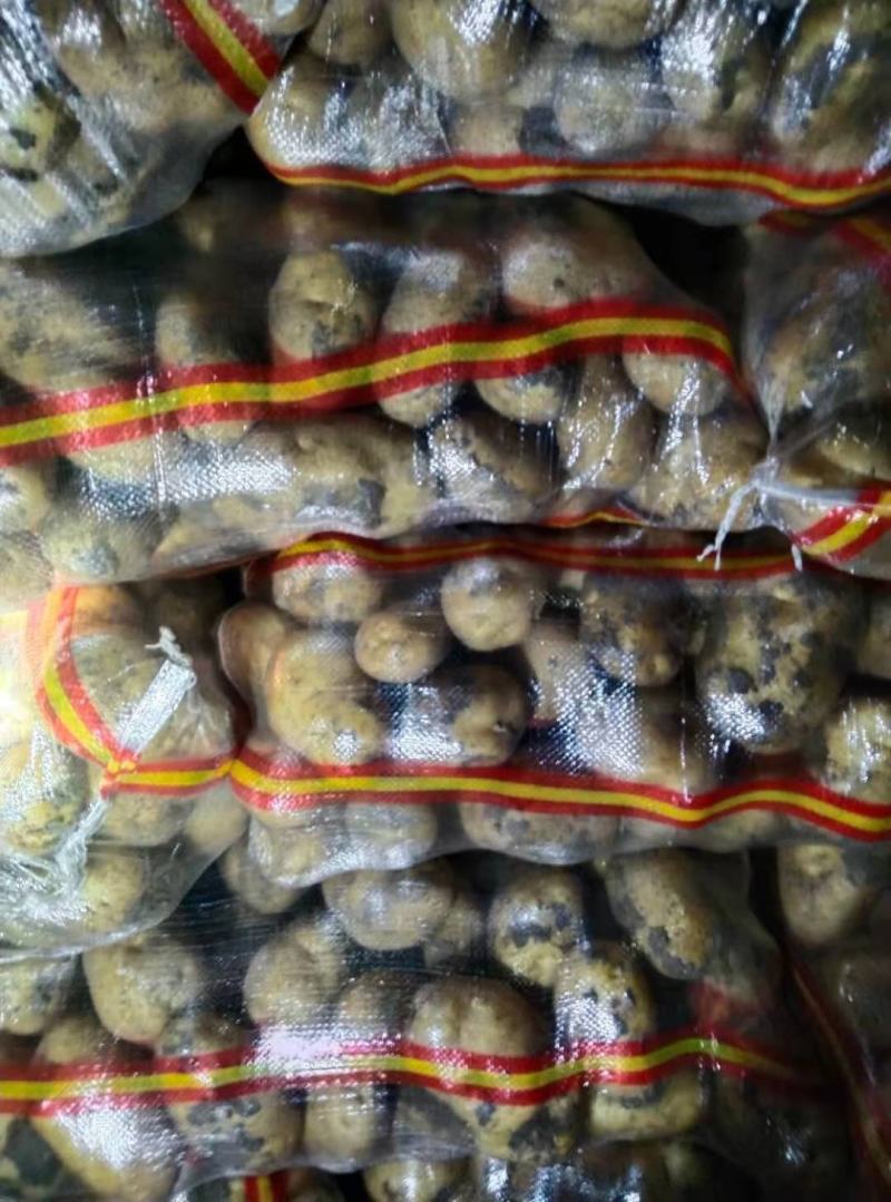 呼伦贝尔土豆大量有货
