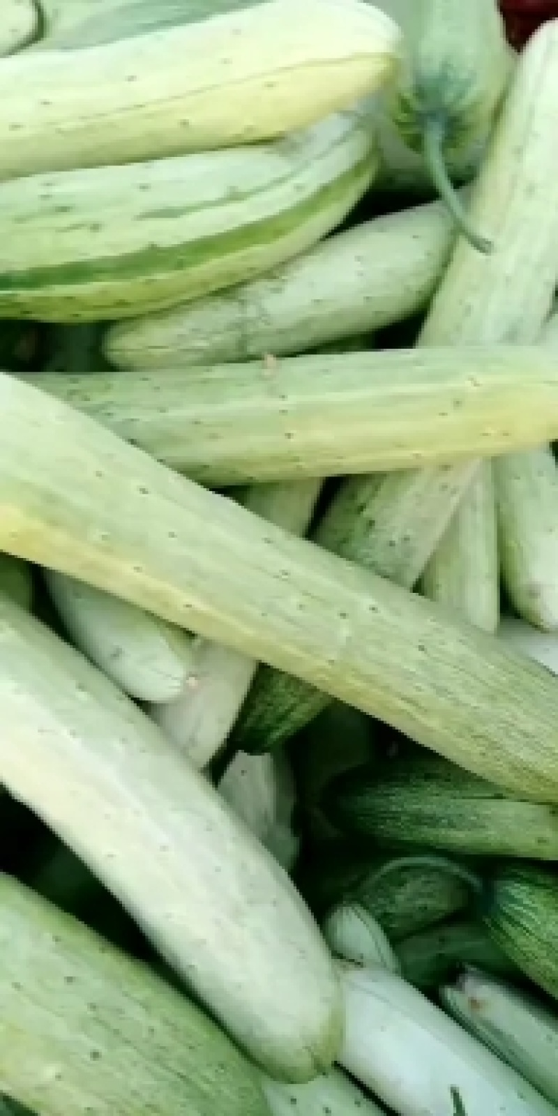 大棚韩丰品种