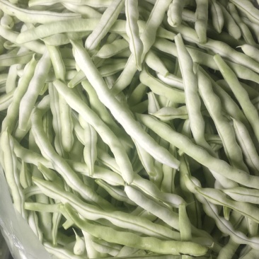 山东高密精品芸豆量大