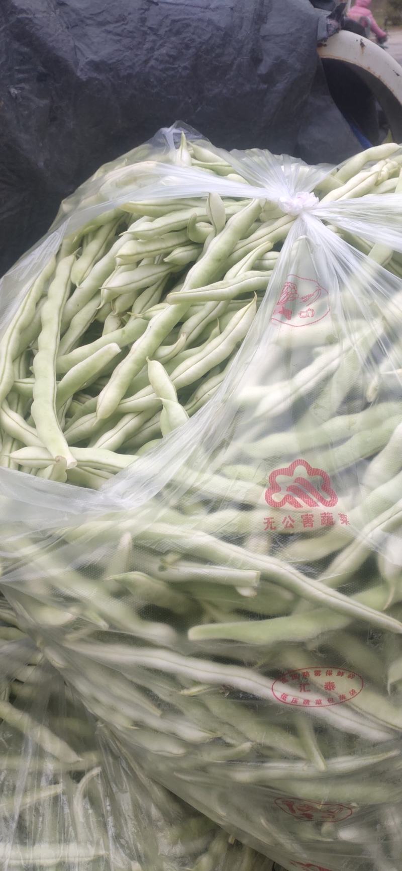 山东高密精品芸豆量大