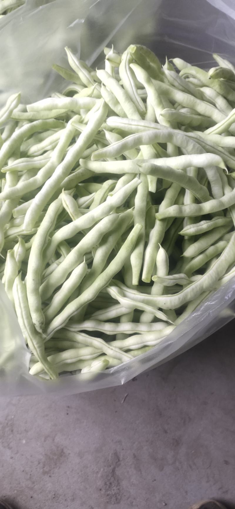 山东高密精品芸豆量大