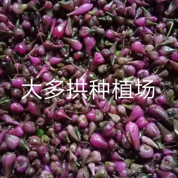 冰球子种苗，无硫，无来，