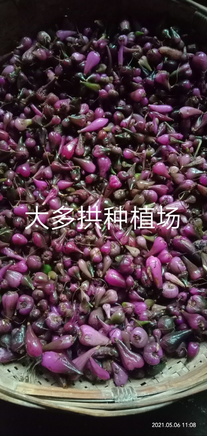冰球子种苗，无硫，无来，