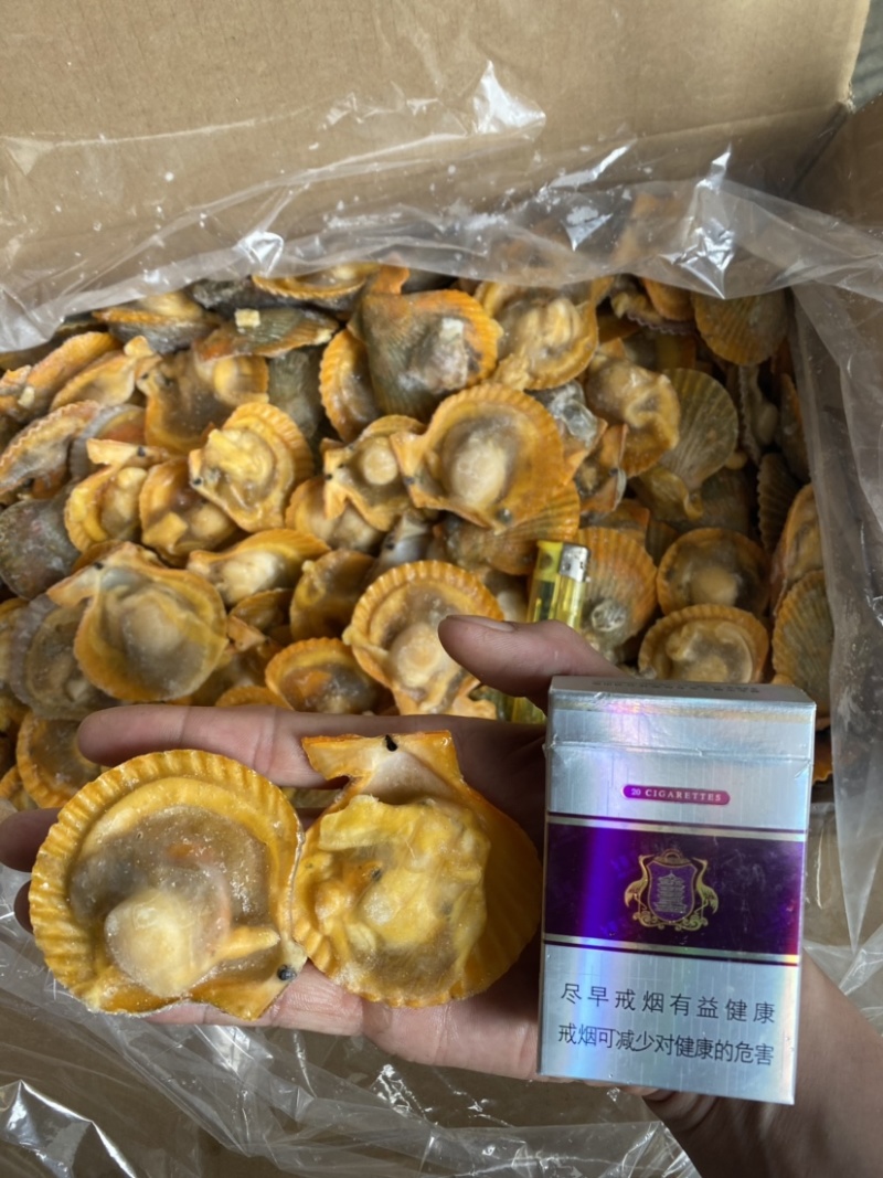 黄金扇贝20斤新鲜冷冻半壳扇贝（360-370个一件）