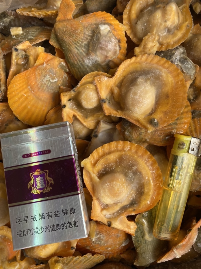 黄金扇贝20斤新鲜冷冻半壳扇贝（360-370个一件）