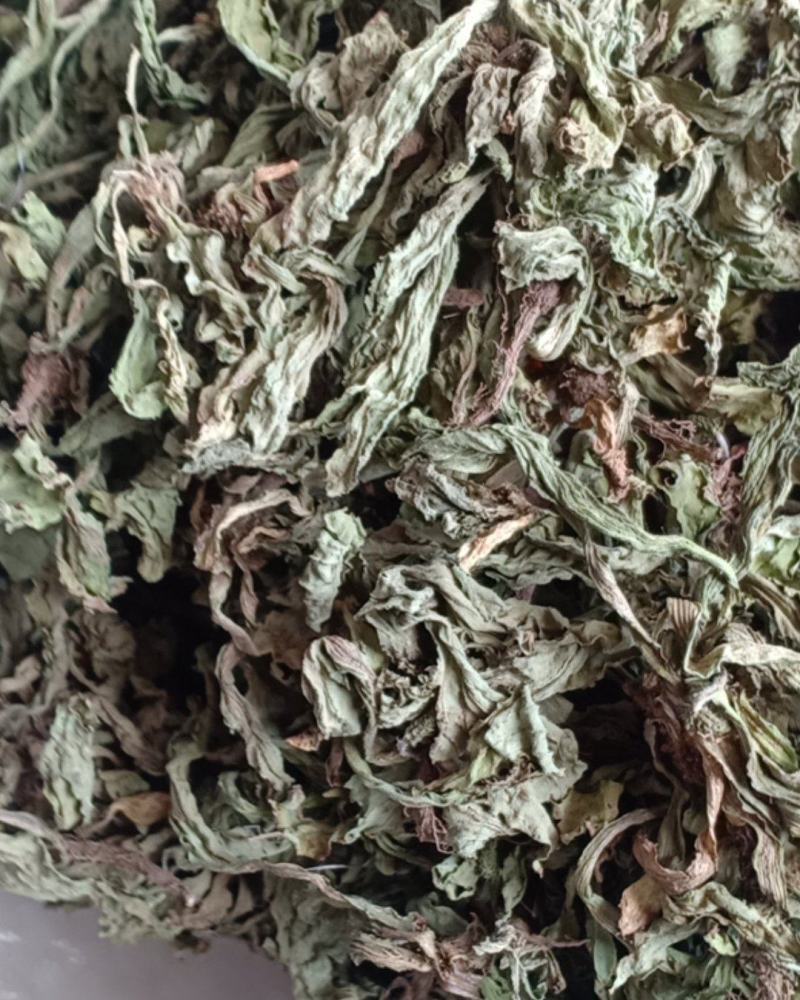 产地直发车前草，沂蒙山山区里的自然车前草