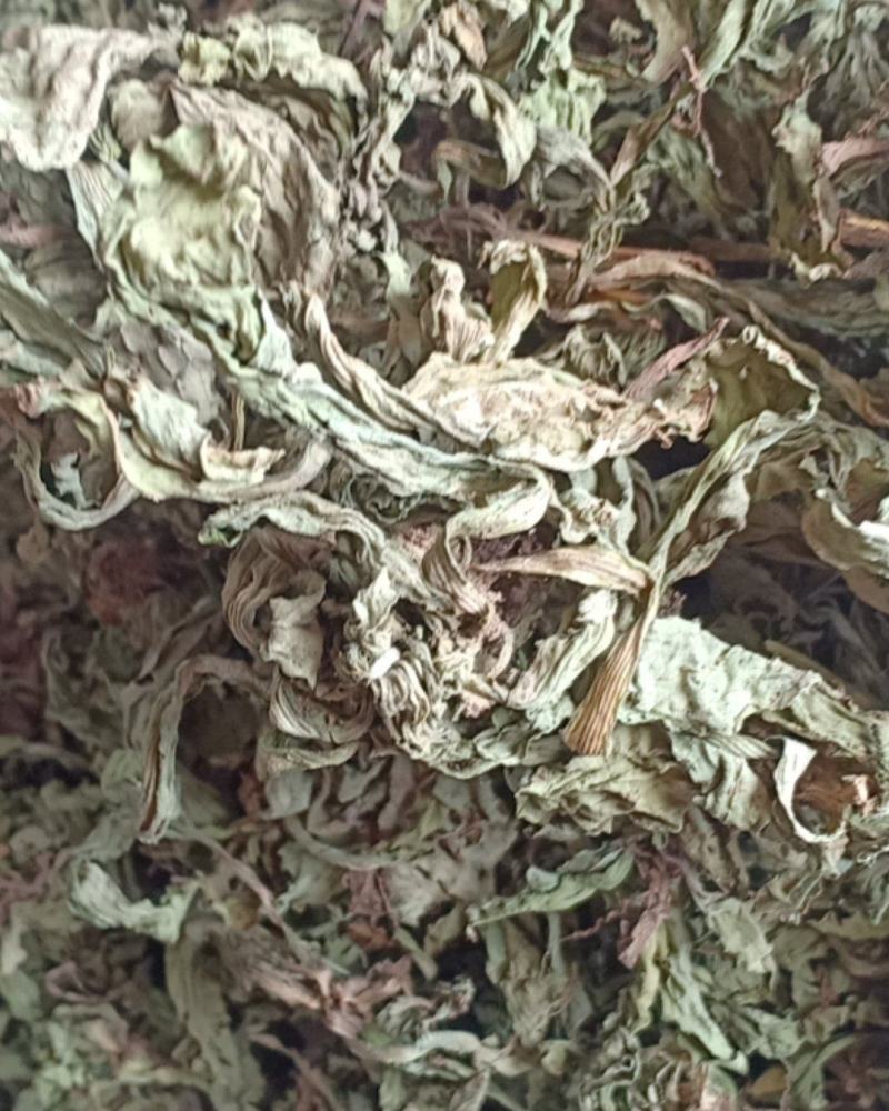 产地直发车前草，沂蒙山山区里的自然车前草