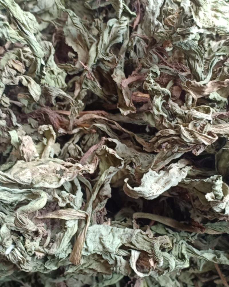 产地直发车前草，沂蒙山山区里的自然车前草
