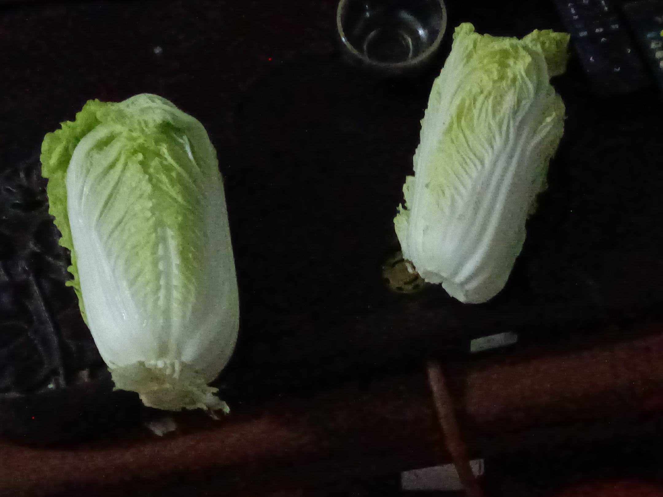 娃娃菜叶片上的黑点特写