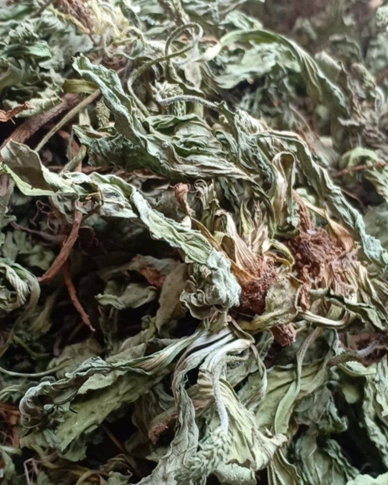 产地直发车前草，沂蒙山山区里的自然车前草