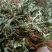 产地直发车前草，沂蒙山山区里的自然车前草