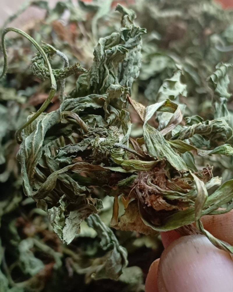 产地直发车前草，沂蒙山山区里的自然车前草