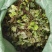 野生抱石莲抱石草石瓜子草抱石莲抱石莲