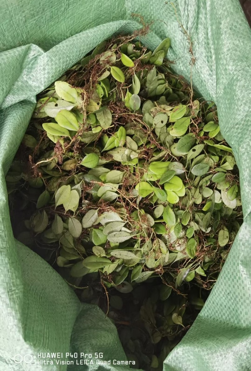 野生抱石莲抱石草石瓜子草抱石莲抱石莲