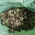 野生抱石莲抱石草石瓜子草抱石莲抱石莲