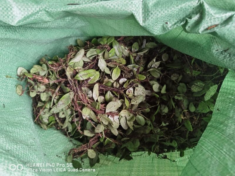 野生抱石莲抱石草石瓜子草抱石莲抱石莲