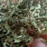 产地直发车前草，沂蒙山山区里的自然车前草