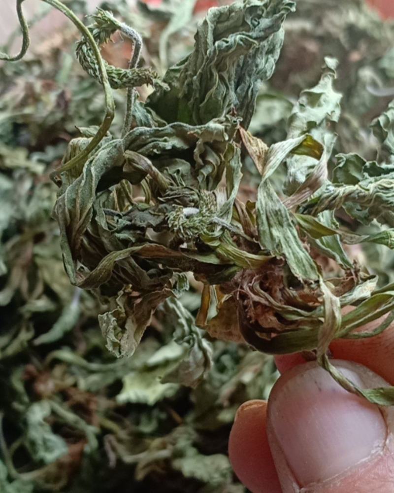 产地直发车前草，沂蒙山山区里的自然车前草