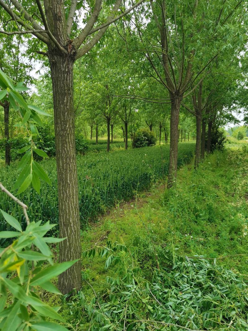 旱柳直柳12-20公分清地