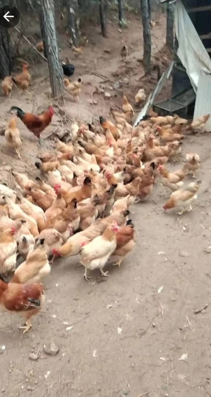 云南昆明鸡蛋土鸡蛋炖炒不变色基地直发360枚