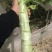 精品红叶笋，产地直销大量有货有需要的联系。
