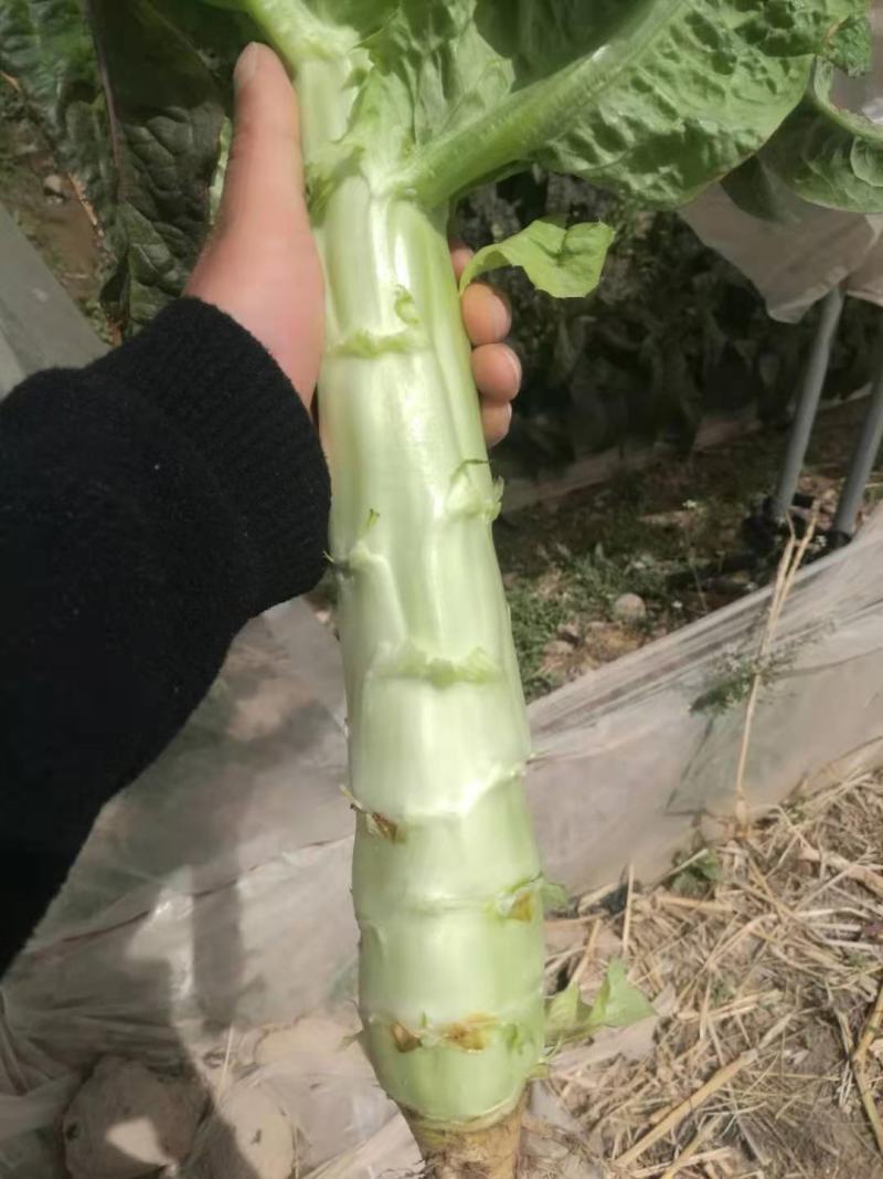 精品红叶笋，产地直销大量有货有需要的联系。
