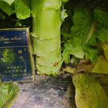 精品红叶笋，产地直销大量有货有需要的联系。