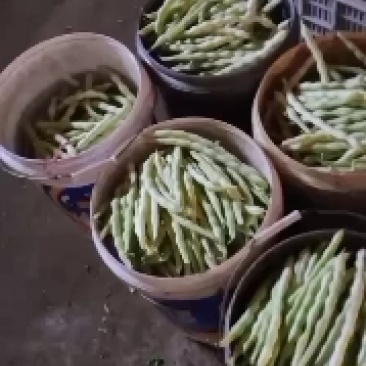 精品芸豆。大量供应超市市场小贩