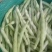精品芸豆。大量供应超市市场小贩