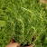 迷迭香绿植盆栽可食用四季常青室内植物净化空气防蚊驱